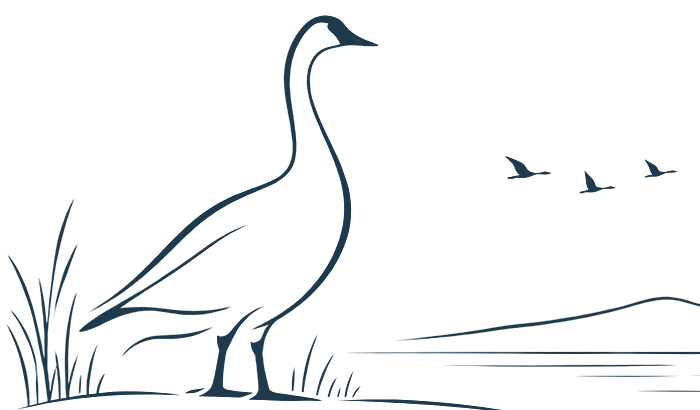 Illustration au trait : une oie debout dans les herbes au bord du fleuve, avec trois oies en vol.